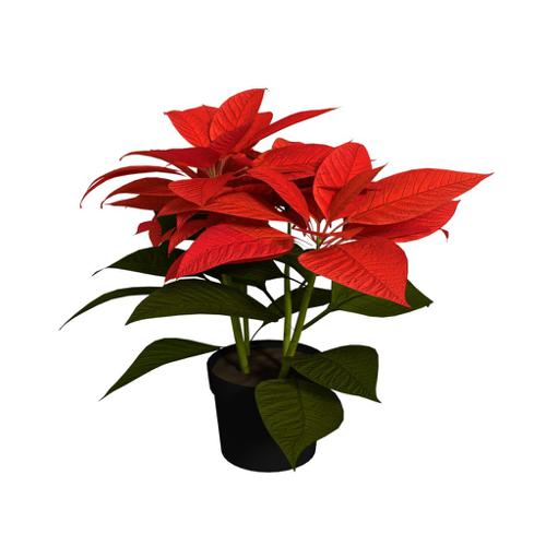 Poinsettia preview image
